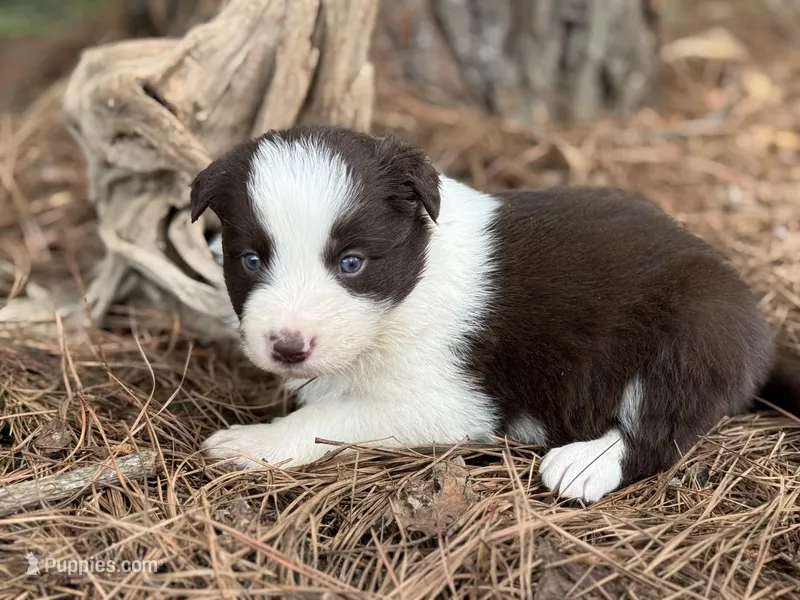 Dark red – Border Collie puppy for sale in Nashville, AR