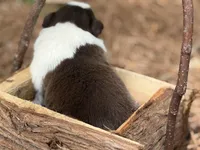 Dark red, a male Border Collie for sale in Nashville, AR – Photo 2 of 2
