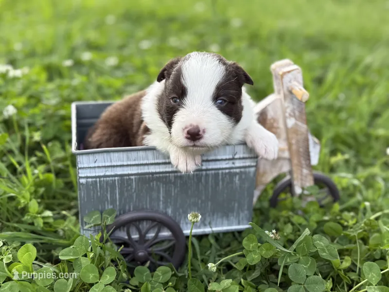 Dark red – Border Collie puppy for sale in Nashville, AR