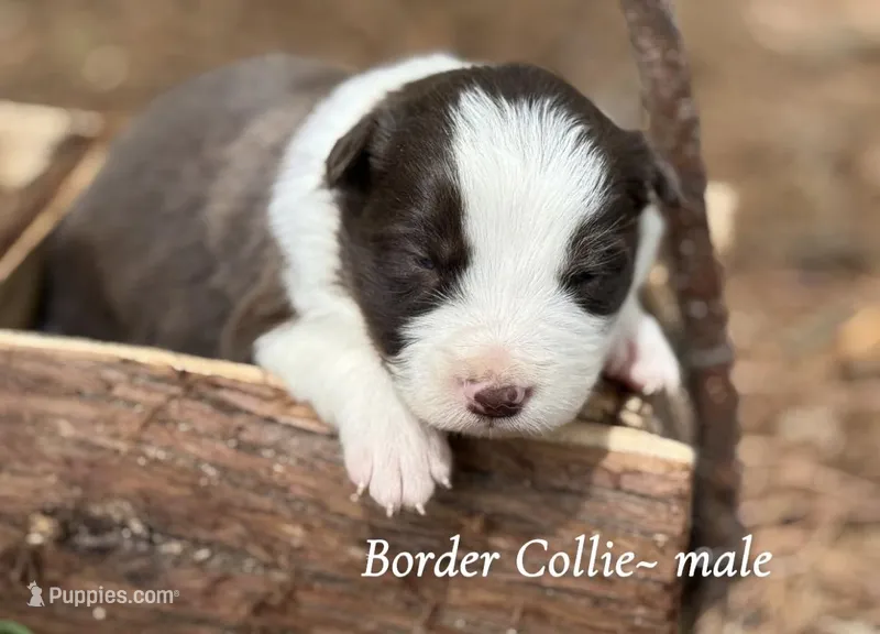 Dark red – Border Collie puppy for sale in Nashville, AR