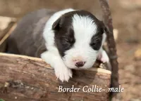 Dark red, a male Border Collie for sale in Nashville, AR – Photo 1 of 2