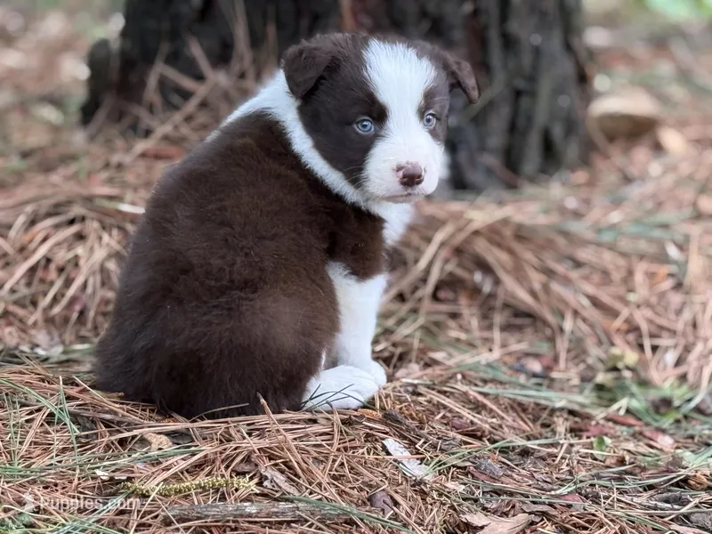 Dark red – Border Collie puppy for sale in Nashville, AR
