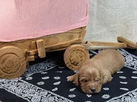 Dark cream , a male Miniature Dachshund for sale in Nashville, AR – 3 of 4
