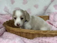 Cream pie, a female Miniature Dachshund for sale in Nashville, AR – 1 of 4