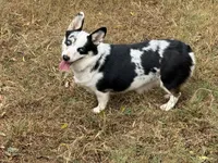 Elsa, a female Cardigan Welsh Corgi and Pembroke Welsh Corgi for sale in Nashville, AR – 2 of 6