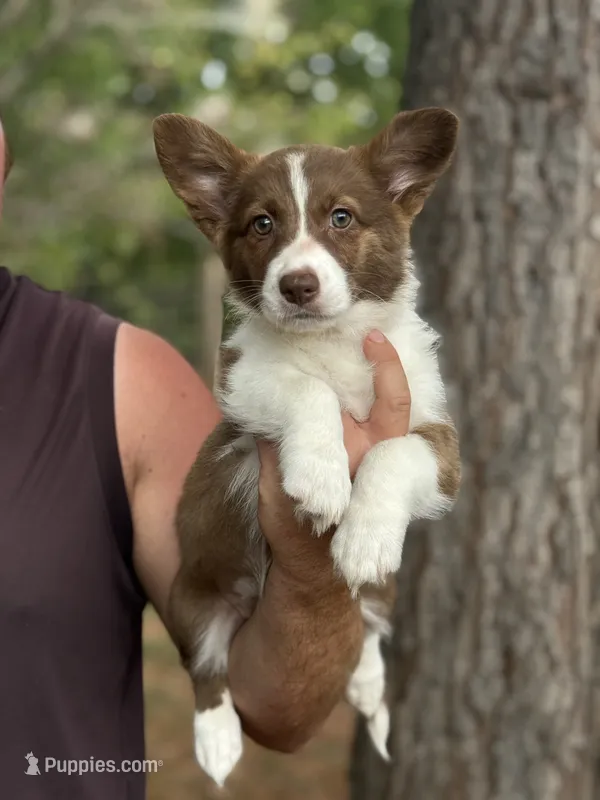 Liver Girl – Cardigan Welsh Corgi, Pembroke Welsh Corgi puppy for sale in Nashville, AR