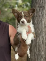 Liver Girl, a female Cardigan Welsh Corgi and Pembroke Welsh Corgi for sale in Nashville, AR – 1 of 10