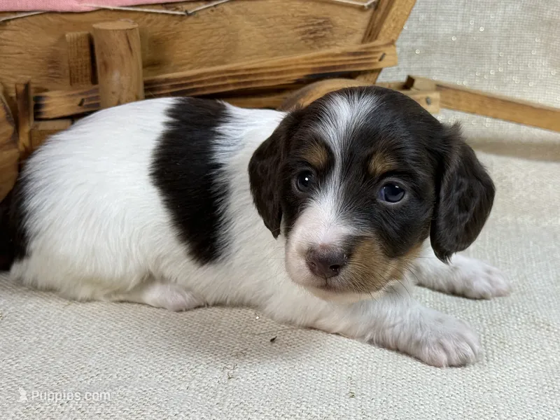 Chocolate piebald – Miniature Dachshund puppy for sale in Nashville, AR