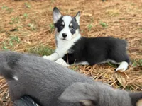 Betsy , a female Cardigan Welsh Corgi and Pembroke Welsh Corgi for sale in Nashville, AR – 8 of 10