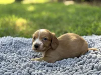 Dark cream - Blaze, a male Miniature Dachshund for sale in Nashville, AR – 5 of 8