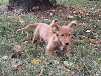 Oscar~ Dark cream , a male Miniature Dachshund for sale in Nashville, AR – 4 of 10