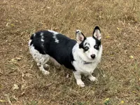 Elsa, a female Cardigan Welsh Corgi and Pembroke Welsh Corgi for sale in Nashville, AR – 6 of 6