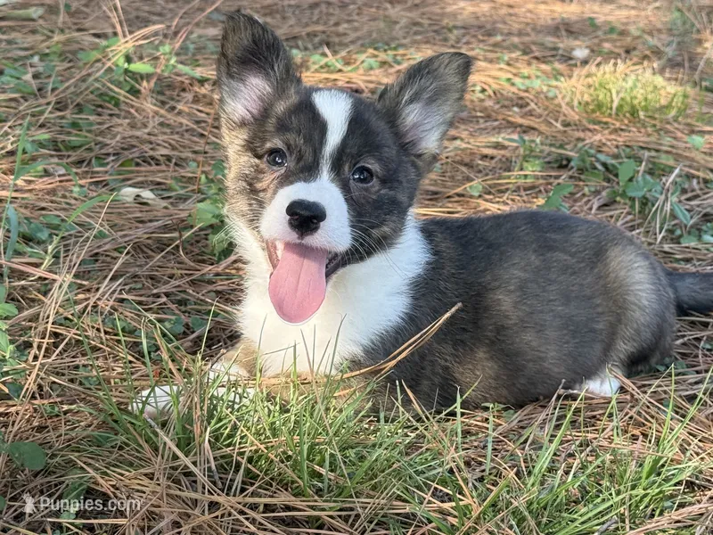Red collar bribdle – Cardigan Welsh Corgi, Pembroke Welsh Corgi puppy for sale in Nashville, AR