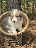 Sable bluie fluff AKC, a female Pembroke Welsh Corgi for sale in Nashville, AR – 3 of 5