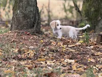 Joy, a female Miniature Dachshund for sale in Nashville, AR – 4 of 9