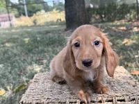 Dark cream , a male Miniature Dachshund for sale in Nashville, AR – 7 of 8