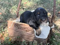 Black boy , a female Miniature Dachshund for sale in Nashville, AR – 1 of 3
