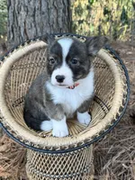 Red collar bribdle, a male Cardigan Welsh Corgi and Pembroke Welsh Corgi for sale in Nashville, AR – 7 of 10