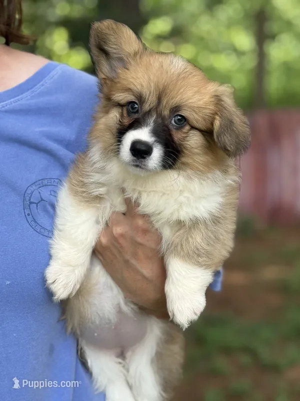 Fluff Full AKC – Pembroke Welsh Corgi puppy for sale in Nashville, AR