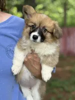 Fluff Full AKC, a female Pembroke Welsh Corgi for sale in Nashville, AR – 1 of 10