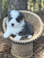 Bluie, a female Pembroke Welsh Corgi for sale in Nashville, AR – 9 of 9