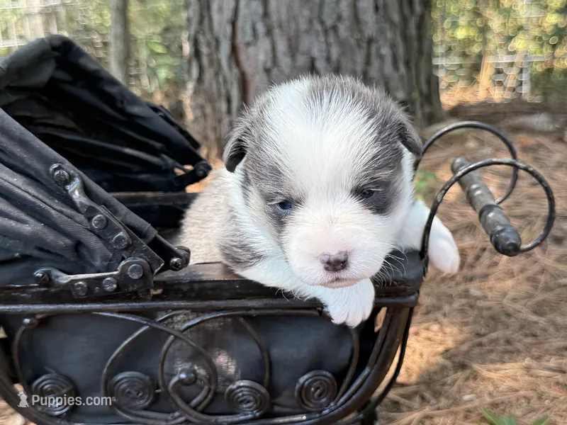 Bluie – Pembroke Welsh Corgi puppy for sale in Nashville, AR