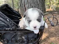 Bluie, a female Pembroke Welsh Corgi for sale in Nashville, AR – 1 of 6