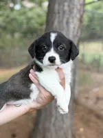 Brindle girl , a female Cardigan Welsh Corgi and Pembroke Welsh Corgi for sale in Nashville, AR – 6 of 10