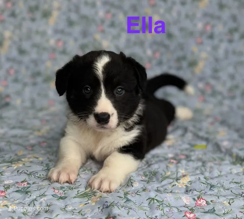 Ella – Cardigan Welsh Corgi puppy for sale in Nashville, AR