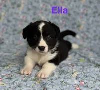Ella, a male Cardigan Welsh Corgi for sale in Nashville, AR – 3 of 10