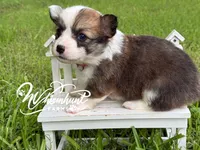 Fluffy Sable girl, a female Pembroke Welsh Corgi for sale in Nashville, AR – 2 of 3