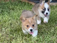 TC Boy , a male Pembroke Welsh Corgi for sale in Nashville, AR – 10 of 10