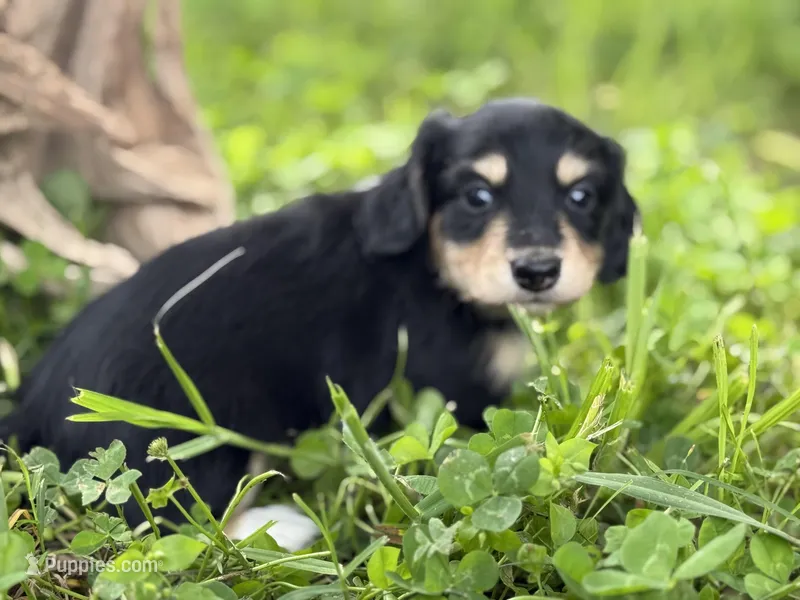 Black/cream girl – Miniature Dachshund puppy for sale in Nashville, AR