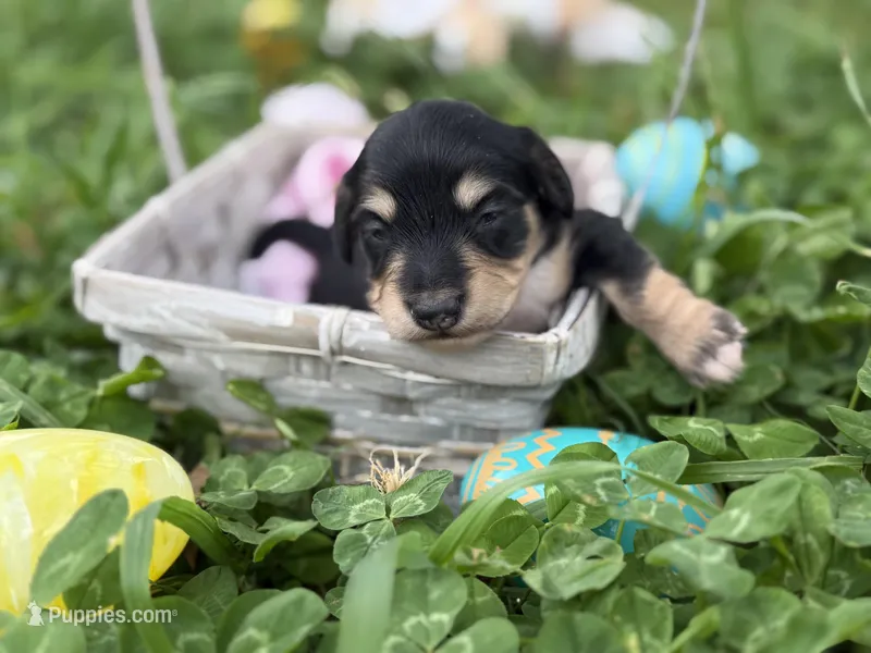 Black/cream girl – Miniature Dachshund puppy for sale in Nashville, AR