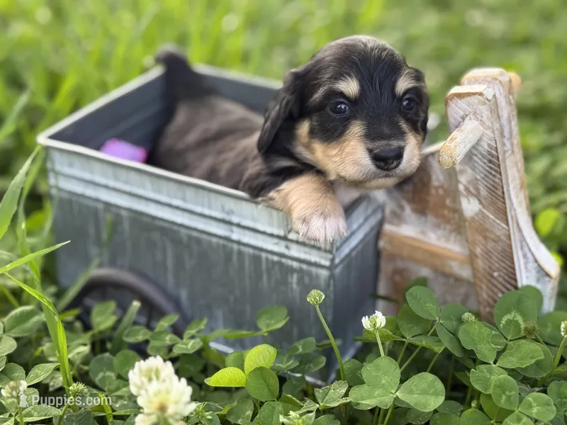 Black/cream girl – Miniature Dachshund puppy for sale in Nashville, AR