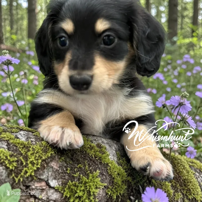 Black/cream girl – Miniature Dachshund puppy for sale in Nashville, AR
