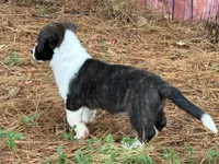 Brindle girl , a female Cardigan Welsh Corgi and Pembroke Welsh Corgi for sale in Nashville, AR – 4 of 10