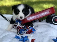 Miss priss, a female Border Collie for sale in Nashville, AR – 2 of 5