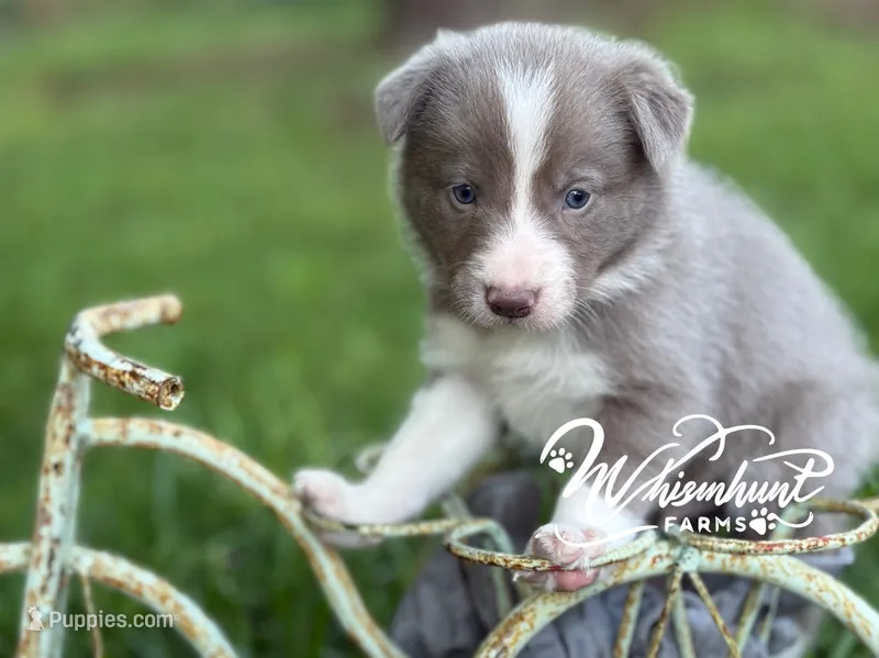 Dilute Boy – Border Collie puppy for sale in Nashville, AR