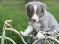 Lilac Boy, a male Border Collie for sale in Nashville, AR – 7 of 10