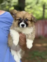 Fluff Full AKC, a female Pembroke Welsh Corgi for sale in Nashville, AR – 2 of 10