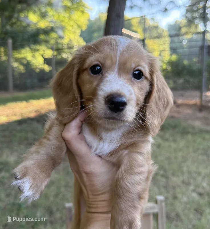 Dark cream - Blaze – Miniature Dachshund puppy on hold in Nashville, AR