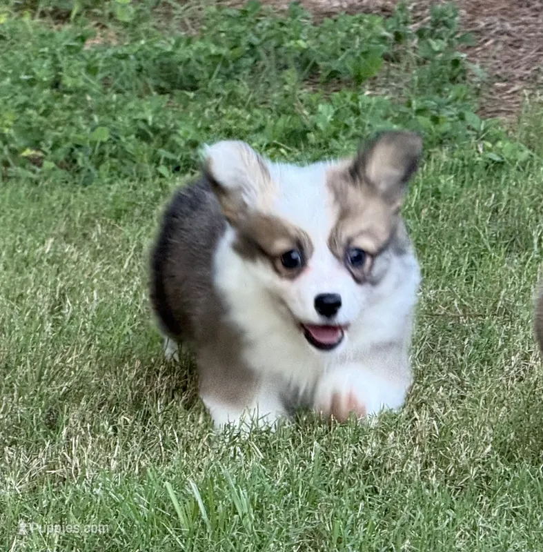 Fluffy Sable girl – Pembroke Welsh Corgi puppy for sale in Nashville, AR