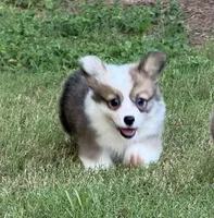 Fluffy Sable girl, a female Pembroke Welsh Corgi for sale in Nashville, AR – 3 of 10