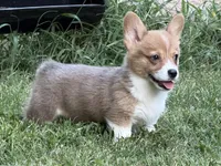 TC Boy , a male Pembroke Welsh Corgi for sale in Nashville, AR – 9 of 10