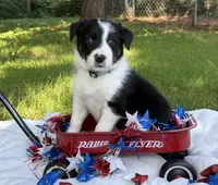 Sister, a female Border Collie for sale in Nashville, AR – 2 of 5