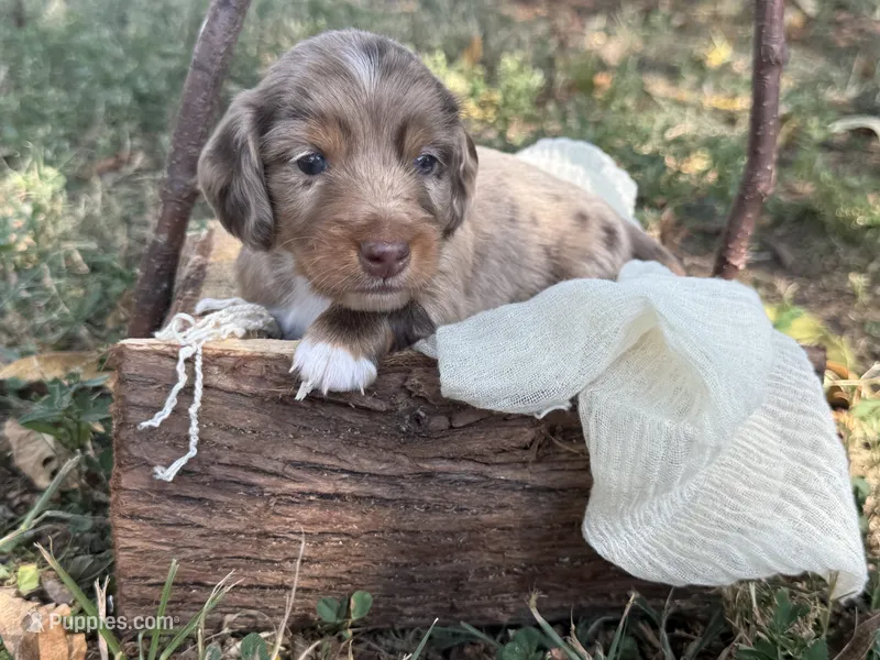 Chocolate Dapple  – Miniature Dachshund puppy for sale in Nashville, AR