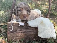 Chocolate Dapple , a male Miniature Dachshund for sale in Nashville, AR – 1 of 4