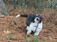 Brindle girl , a female Cardigan Welsh Corgi and Pembroke Welsh Corgi for sale in Nashville, AR – 5 of 10