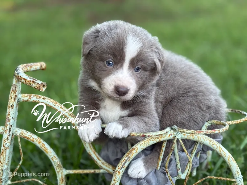 Smooth Lilac B – Border Collie puppy for sale in Nashville, AR